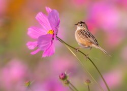 Prinia płowa na kosmei