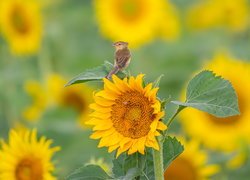 Prinia płowa na słoneczniku