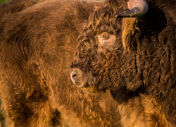 Profil bizona