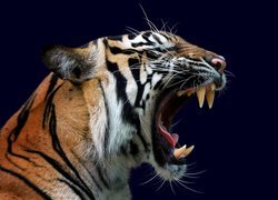 Profil głowy tygrysa z otwartą paszczą