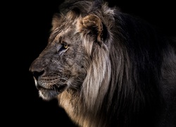 Profil lwa na czarnym tle