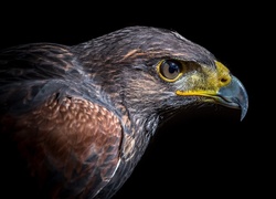 Profil orła przedniego