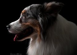 Pies, Profil, Owczarek australijski, Ciemne tło