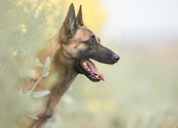 Pies, Owczarek belgijski malinois, Mordka