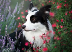 Pies, Border collie, Łąka, Kwiaty