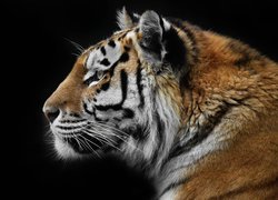 Profil tygrysa na czarnym tle