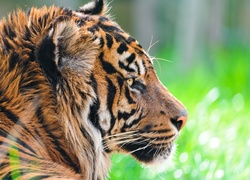 Profil tygrysa