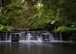 Rzeka, Millards Creek, Kaskada, Drzewa, Paproć, Australia