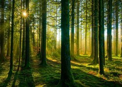 Promienie porannego słońca między drzewami w lesie