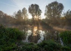 Promienie słońca między drzewami nad rzeką