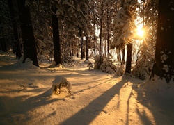 Promienie słońca między drzewami oświetlają zaśnieżoną leśną polanę