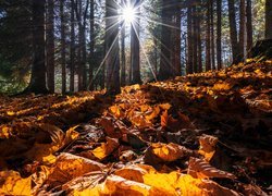 Jesień, Las, Promienie słońca, Drzewa, Liście