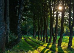 Promienie słońca między drzewami padają na leśną drogę