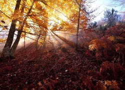 Jesień, Promienie Słońca, Drzewo, Paprocie, Liście