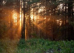 Promienie słońca między drzewami w lesie