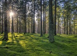 Promienie słońca między drzewami w lesie iglastym
