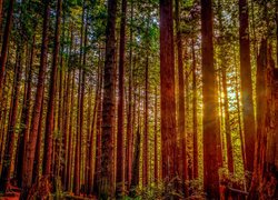 Promienie słońca między drzewami w Parku Narodowym Redwood