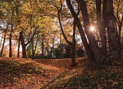 Drzewa, Park, Promienie słońca, Liście, Jesień