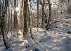 Zima, Las, Drzewa, Pnie, Śnieg, Promienie słońca