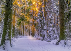 Las, Ośnieżone, Drzewa, Przebijające światło, Zima