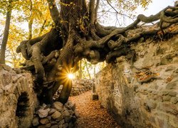 Promienie słońca między wystającymi korzeniami drzewa przy murze