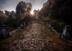 Promienie słońca na parkowej drodze