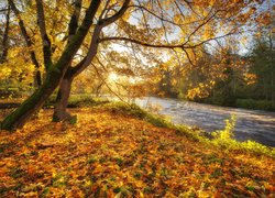 Rzeka, Drzewa, Jesień, Liście, Promienie słońca