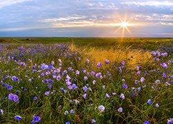 Promienie słońca nad łąką z kwiatami