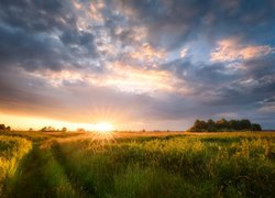 Promienie słońca nad łąką