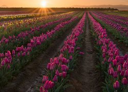 Promienie słońca nad polem tulipanów