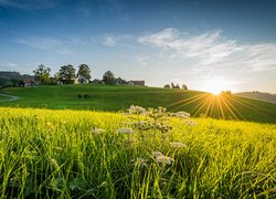 Promienie słońca nad polem