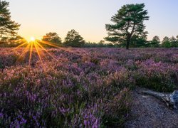 Promienie słońca nad wrzosowiskiem