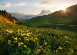 Kwiaty, Promienie słońca, Drzewa, Ruiny, Góry, Kaukaz, Erzi, Republika Inguszetii, Rosja