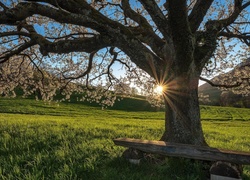 Promienie słońca ogrzewają ławeczkę pod kwitnącym drzewem