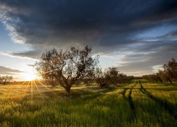 Promienie słońca oświetlają pola w gminie Viterbo