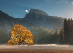 Promienie słońca oświetlają samotne drzewo w Parku Narodowym Yosemite
