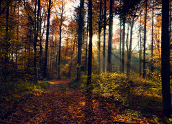 Promienie słońca oświetlają złoty jesienny las