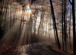 Promienie słońca padają na drogę w zamglonym lesie
