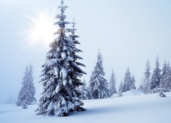 Zima, Drzewa, Świerki, Promienie słońca