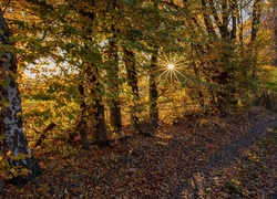 Promienie słońca padają na ścieżkę pokrytą liśćmi w lesie