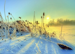 Promienie słońca padają na uschnięte trawy na zaśnieżonym polu