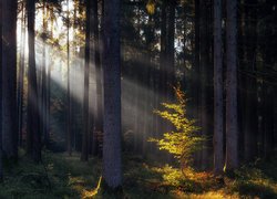 Promienie słońca padające na drzewa