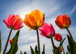 Kolorowe, Tulipany, Liście, Niebo, Promienie słońca
