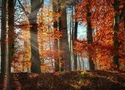 Promienie słońca pomiędzy drzewami w jesiennym lesie
