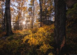 Promienie słońca pomiędzy drzewami w lesie