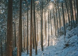 Zima, Las, Drzewa, Śnieg, Promienienie słońca