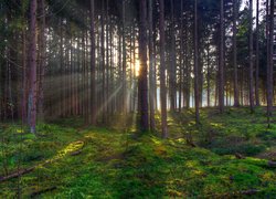 Las, Drzewa, Promienie słońca, Runo leśne