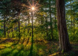 Promienie słońca pomiędzy gałęziami drzew w lesie