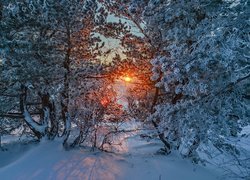 Zima, Ośnieżone, Drzewa, Śnieg, Zachód słońca