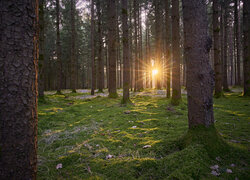 Promienie słońca pomiędzy pniami drzew w lesie iglastym